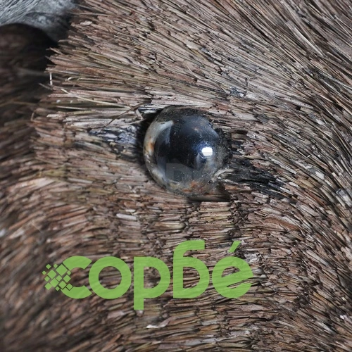 Декоративна глава на лос за стената, естествен вид ➤ топ цена ➤ sorbe.bg