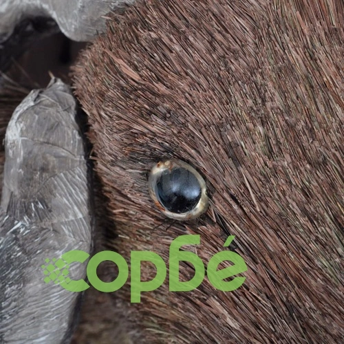 Декоративна глава на овен за стената, естествен вид ➤ топ цена ➤ sorbe.bg