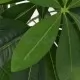 Изкуствено растение пахира със саксия, 85 см, зелено