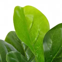 Изкуствено растение фикус лирата със саксия, зелено, 90 см