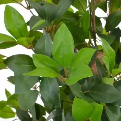 Изкуствено растение лаврово дърво със саксия, зелено, 150 см