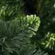 Изкуствено коледно дърво с шишарки, зелено, 150 см 