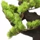 Изкуствен кипарис бонсай със саксия, 70 см, зелен