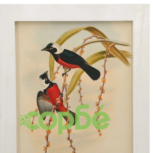 Параван за стая, 4 панела, бял, 140x165 cм, пауловния масив ➤ топ цена ➤ sorbe.bg