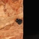 Страничен шкаф, 80x33x75 см, акациево дърво масив