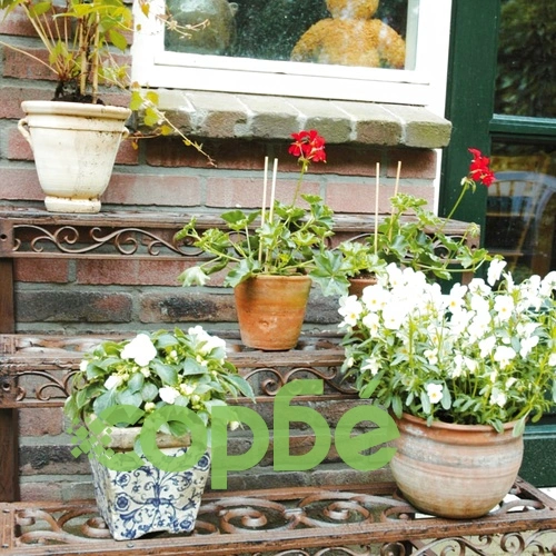 Esschert Design Етажерка правоъгълна BPH33 ➤ топ цена ➤ sorbe.bg