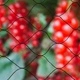 Nature Мрежа срещу птици Primo, 10х4 м, черна, 6030406 
