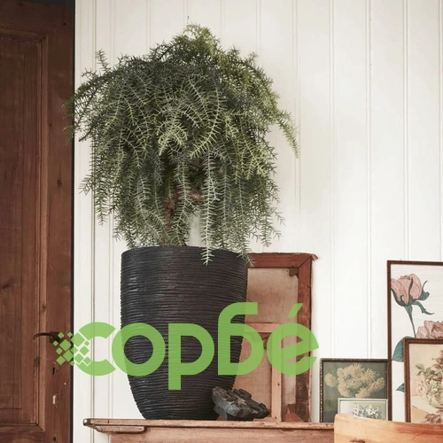 Capi Ваза Nature Rib елегантна ниска 46x58 см черна KBLR783 ➤ топ цена ➤ sorbe.bg