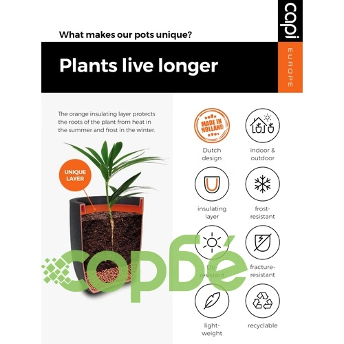 Capi Ваза Nature Row елегантна ниска 46x58 см антрацит KRWZ783 ➤ топ цена ➤ sorbe.bg