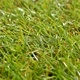 Плочки изкуствена трева, 10 бр, 30x30 см, зелени