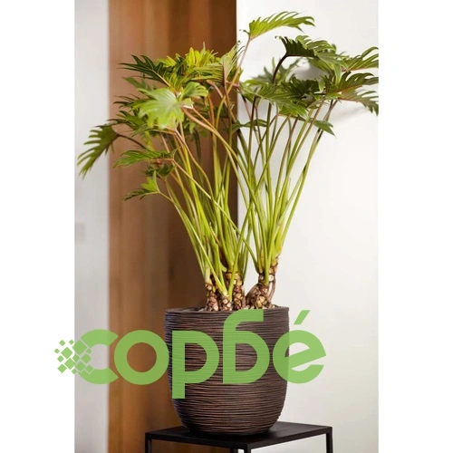 Capi Кашпа Nature Rib, 35x34 см, тъмнокафява ➤ топ цена ➤ sorbe.bg